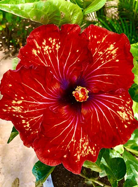 Hibuscus Flower Red and Yellow