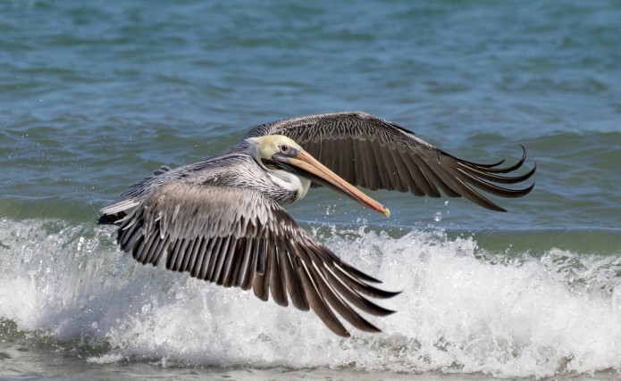 Pelican